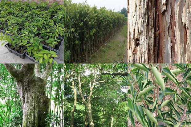 46克沉香手串的价格1676765855384 46克沉香手串的价格1676765855384