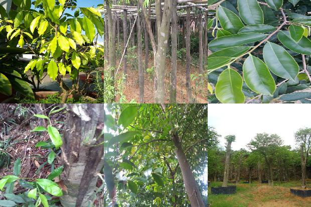 46克沉香手串的价格1676765855390 46克沉香手串的价格1676765855390