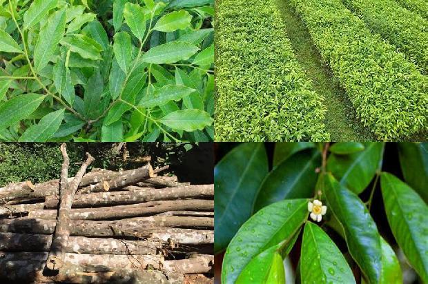 沉香手珠价格多少1676852269434 沉香手珠价格多少1676852269434