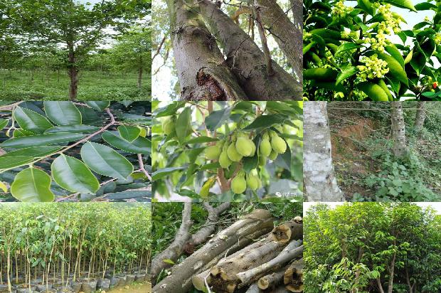 野生沉香和种植沉香的区别1689034478326 野生沉香和种植沉香的区别1689034478326