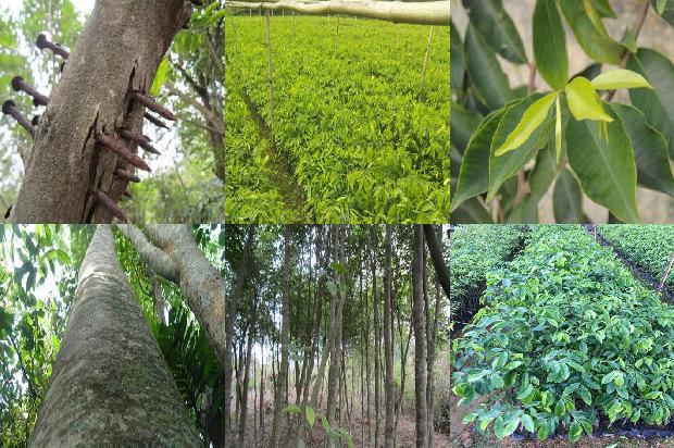 奇楠沉香价格多少1676938281341 奇楠沉香价格多少1676938281341