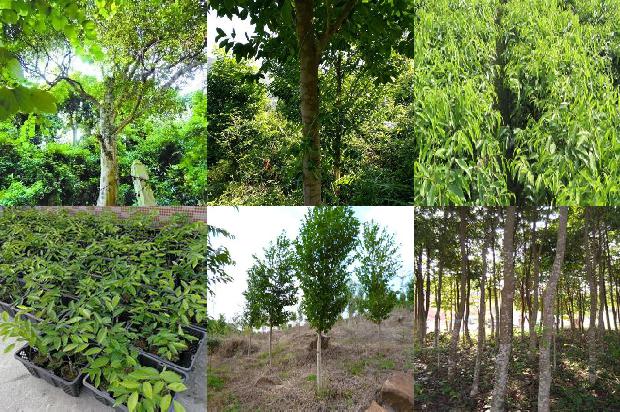 奇楠沉香价格多少1676938281347 奇楠沉香价格多少1676938281347