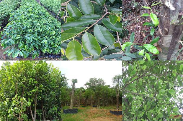 奇楠沉香价格多少1676938281353 奇楠沉香价格多少1676938281353