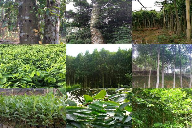 奇楠沉香价格多少1676938281359 奇楠沉香价格多少1676938281359