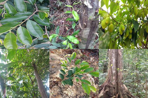 沉香种苗价格1677024748489 沉香种苗价格1677024748489