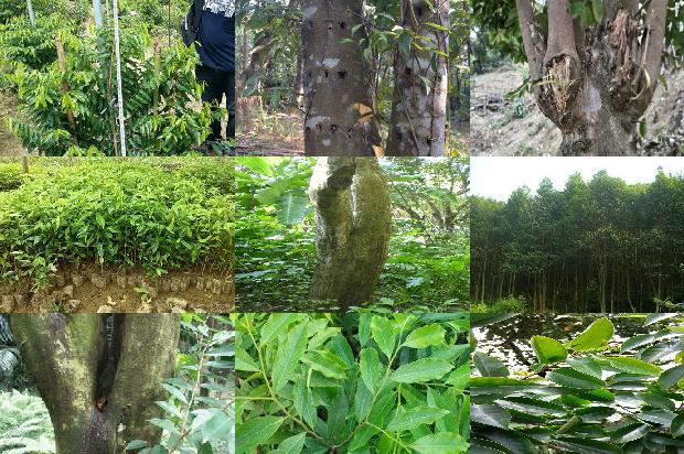 沉香种苗价格1677024748495 沉香种苗价格1677024748495