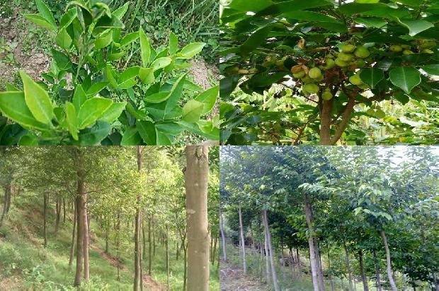 沉香种苗价格1677024748501 沉香种苗价格1677024748501