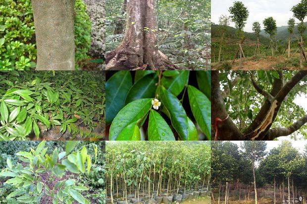 沉香种苗价格1677024748508 沉香种苗价格1677024748508