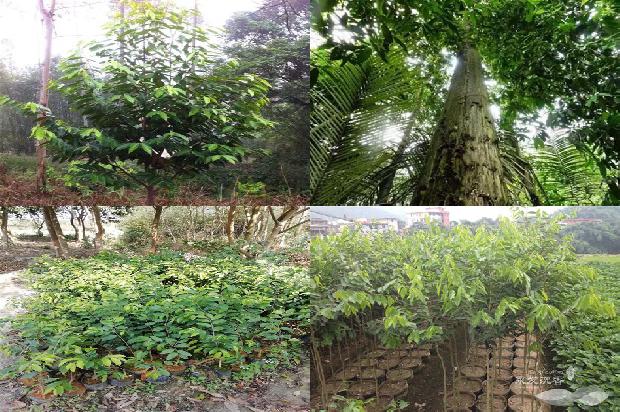 沉香价值多少钱1677025010238 沉香价值多少钱1677025010238