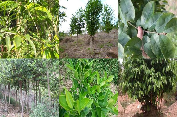 沉香价值多少钱1677025010244 沉香价值多少钱1677025010244