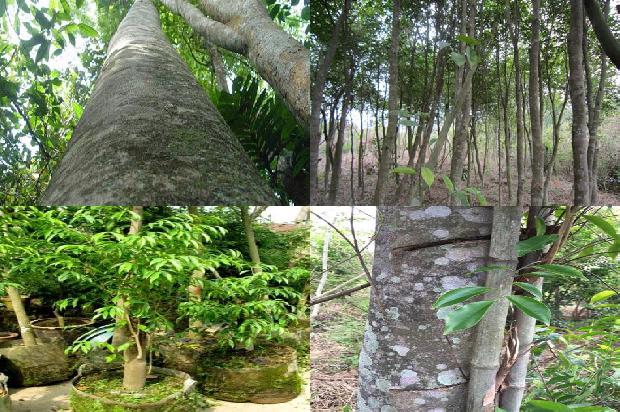 沉香价值多少钱1677025010250 沉香价值多少钱1677025010250