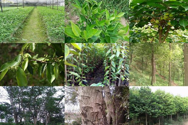 沉香移植苗1697242185801 沉香移植苗1697242185801