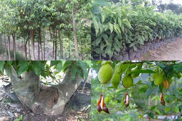 多少价格沉香手链1677111045253 多少价格沉香手链1677111045253