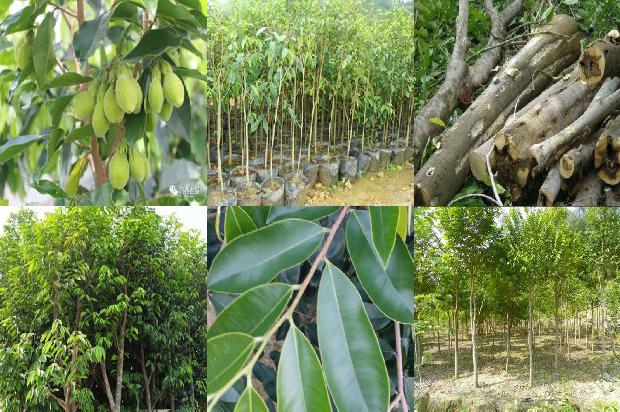 多少价格沉香手链1677111045260 多少价格沉香手链1677111045260