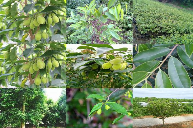 多少价格沉香手链1677111045272 多少价格沉香手链1677111045272