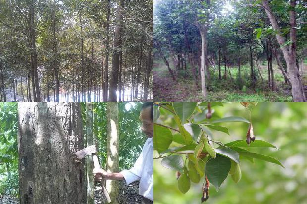 沉香手链珠子价格1677111248651 沉香手链珠子价格1677111248651