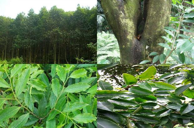 真沉香手串价格在多少1677111427830 真沉香手串价格在多少1677111427830