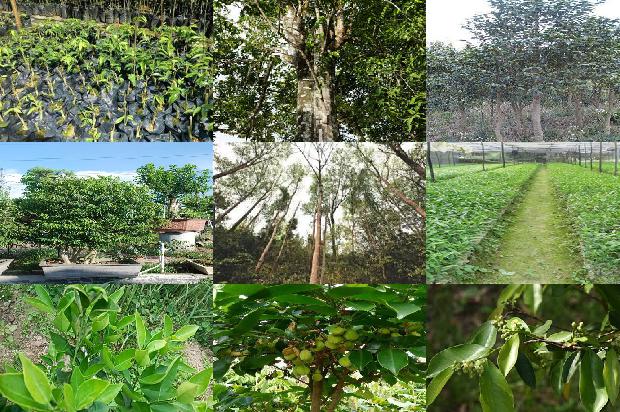 真沉香手串价格在多少1677111427836 真沉香手串价格在多少1677111427836