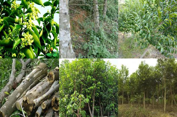 沉香的手串价格是多少1677111481853