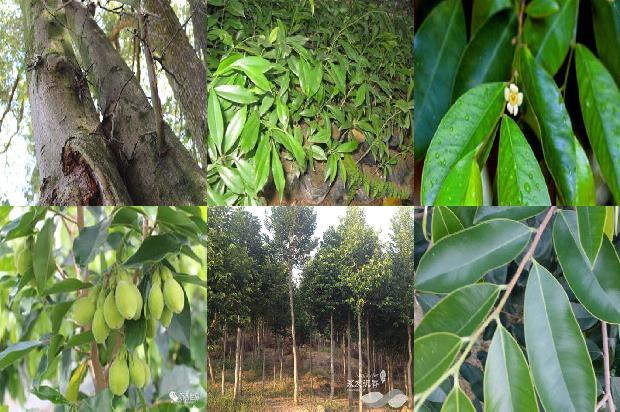 沉香的手串价格是多少1677111481865