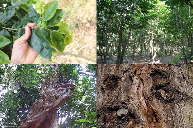 手串沉香的价格是多少1677111530342