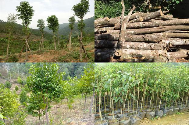 沉香手链什么价格1677197342442 沉香手链什么价格1677197342442