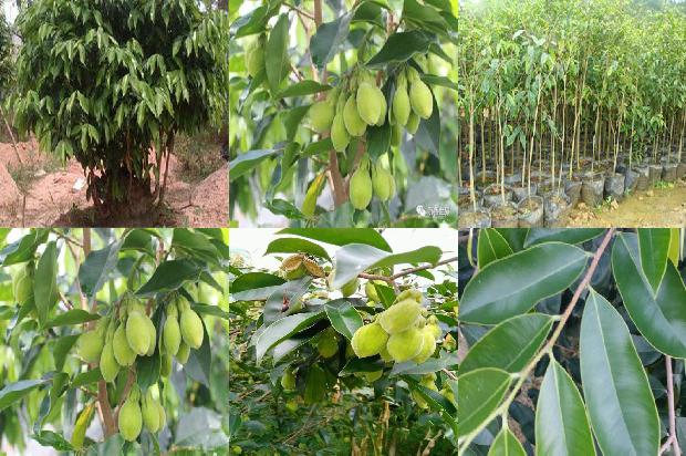 沉香手链什么价格1677197342454 沉香手链什么价格1677197342454