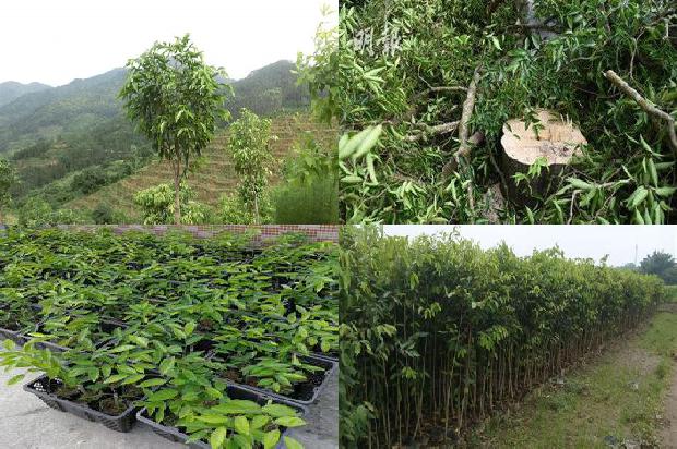 沉香多宝串价格1677197542806 沉香多宝串价格1677197542806