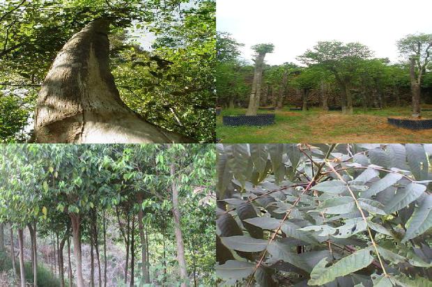 沉香多宝串价格1677197542812 沉香多宝串价格1677197542812