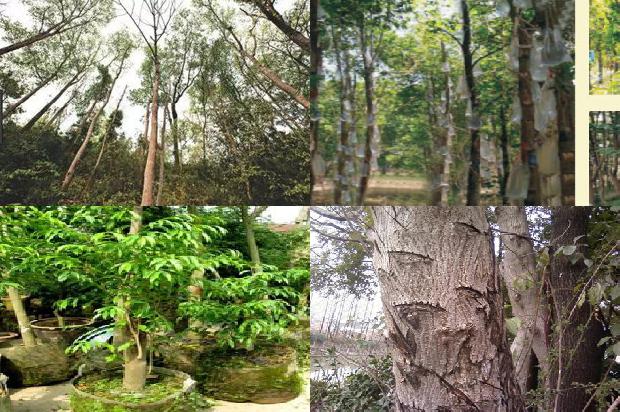 沉水级沉香价格1677197753707 沉水级沉香价格1677197753707