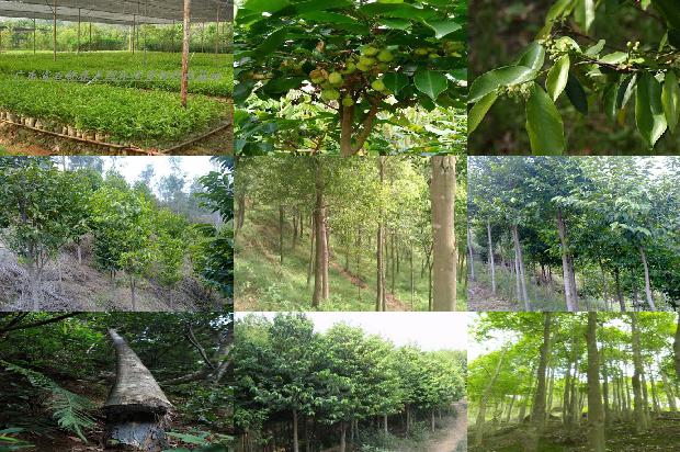 沉香八分沉价格1677284028089 沉香八分沉价格1677284028089