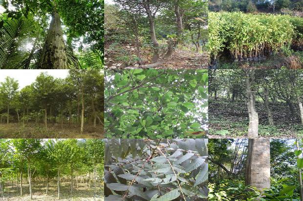 沉香的价格多少1677284193693 沉香的价格多少1677284193693