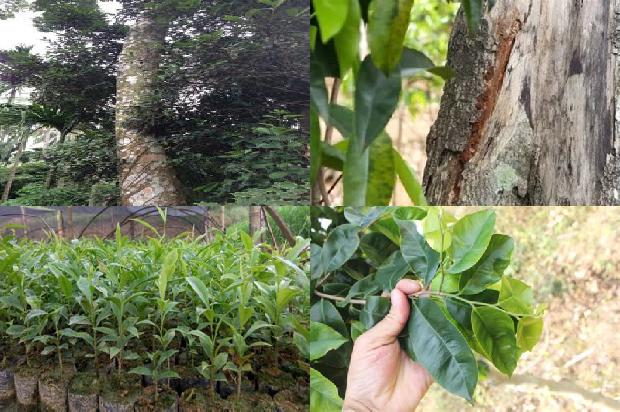 沉香的价格多少1677284193699 沉香的价格多少1677284193699