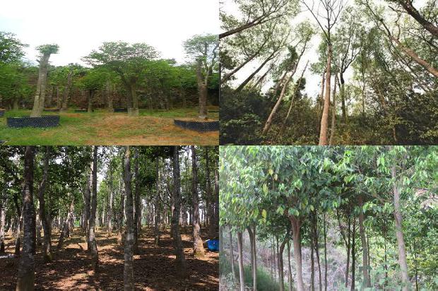 沉香的价格多少1677284193705 沉香的价格多少1677284193705