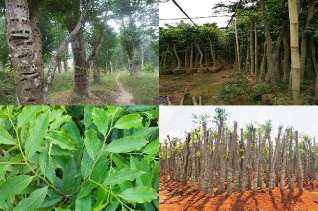 沉香的价格多少1677284193711 沉香的价格多少1677284193711