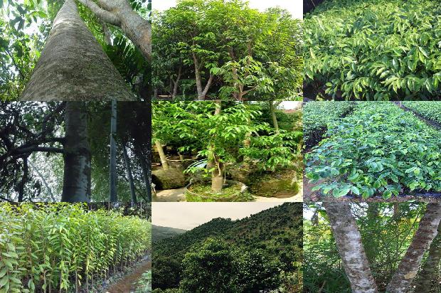 沉香价格是多少1677284249703 沉香价格是多少1677284249703