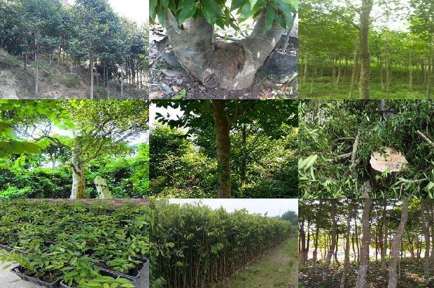 沉香价格是多少1677284249709 沉香价格是多少1677284249709