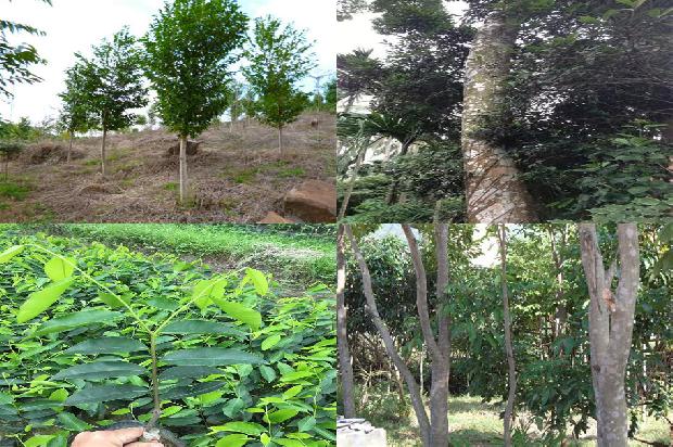 沉香价格是多少1677284249715 沉香价格是多少1677284249715