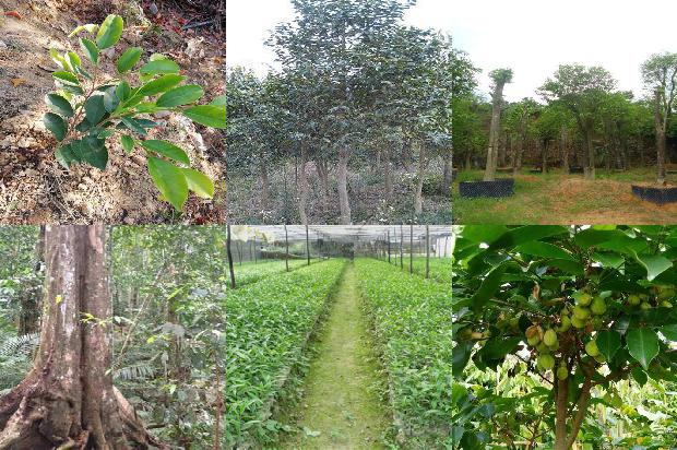 国产沉香的价格1677284298522 国产沉香的价格1677284298522