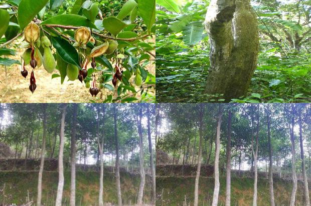 国产沉香的价格1677284298528 国产沉香的价格1677284298528