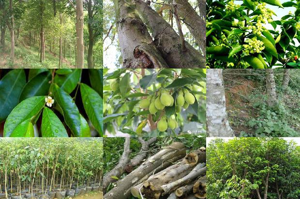 上元堂沉香价格1677284376278 上元堂沉香价格1677284376278