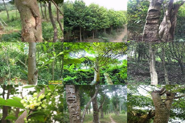 上元堂沉香价格1677284376284 上元堂沉香价格1677284376284