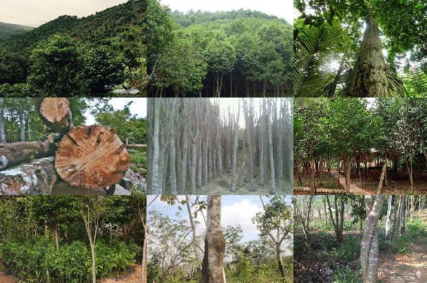 沉香木什么价格1677370537844 沉香木什么价格1677370537844