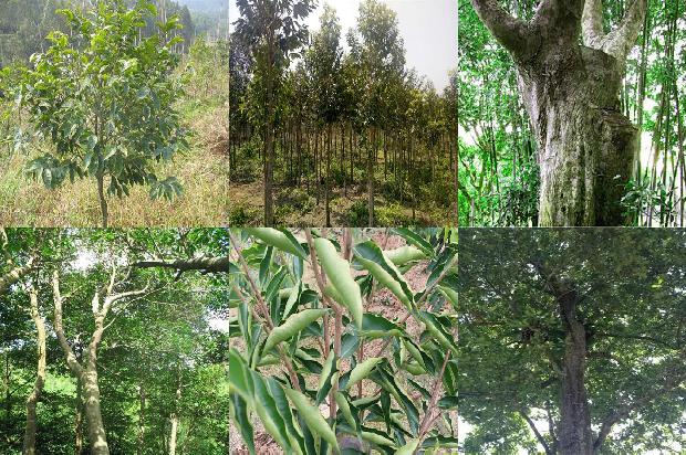 沉香木什么价格1677370537850 沉香木什么价格1677370537850