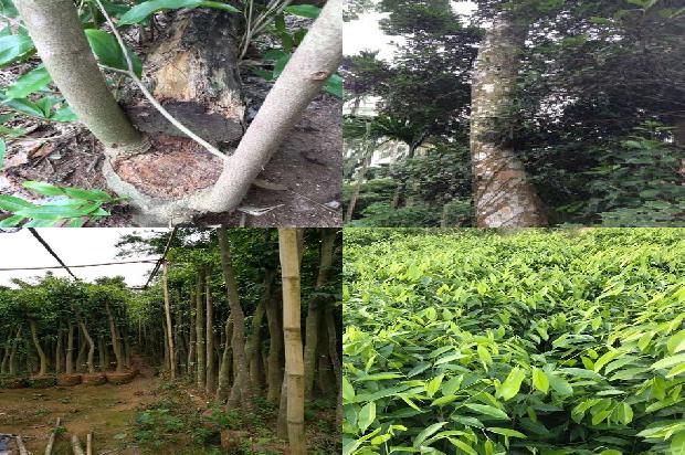 沉香念珠的价格1677370672295 沉香念珠的价格1677370672295