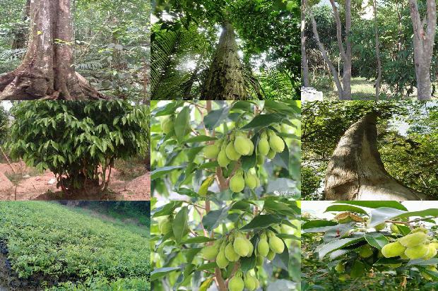 沉香念珠的价格1677370672301 沉香念珠的价格1677370672301