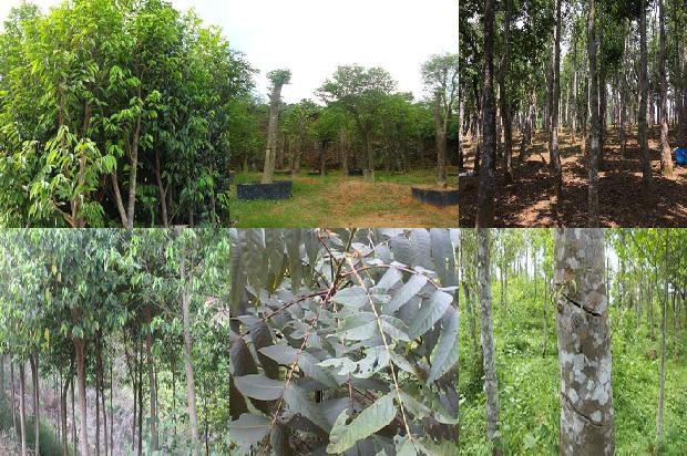 沉香盘香的价格1677370719693 沉香盘香的价格1677370719693