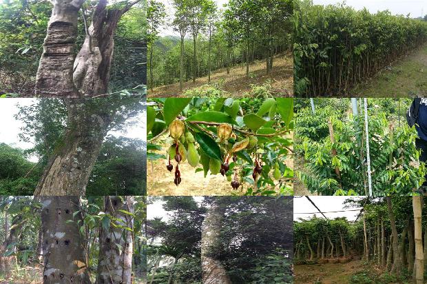 沉香盘香的价格1677370719699 沉香盘香的价格1677370719699