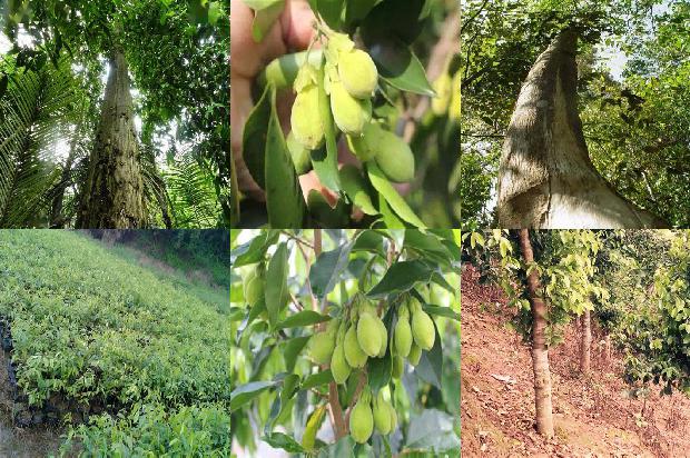 沉香盘香的价格1677370719705 沉香盘香的价格1677370719705