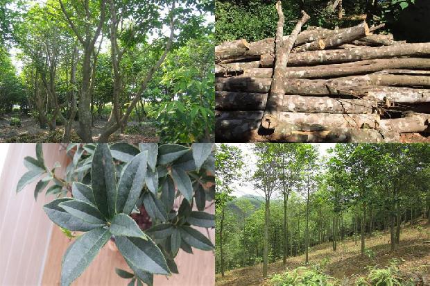 奇楠水沉香价格1677456540417 奇楠水沉香价格1677456540417